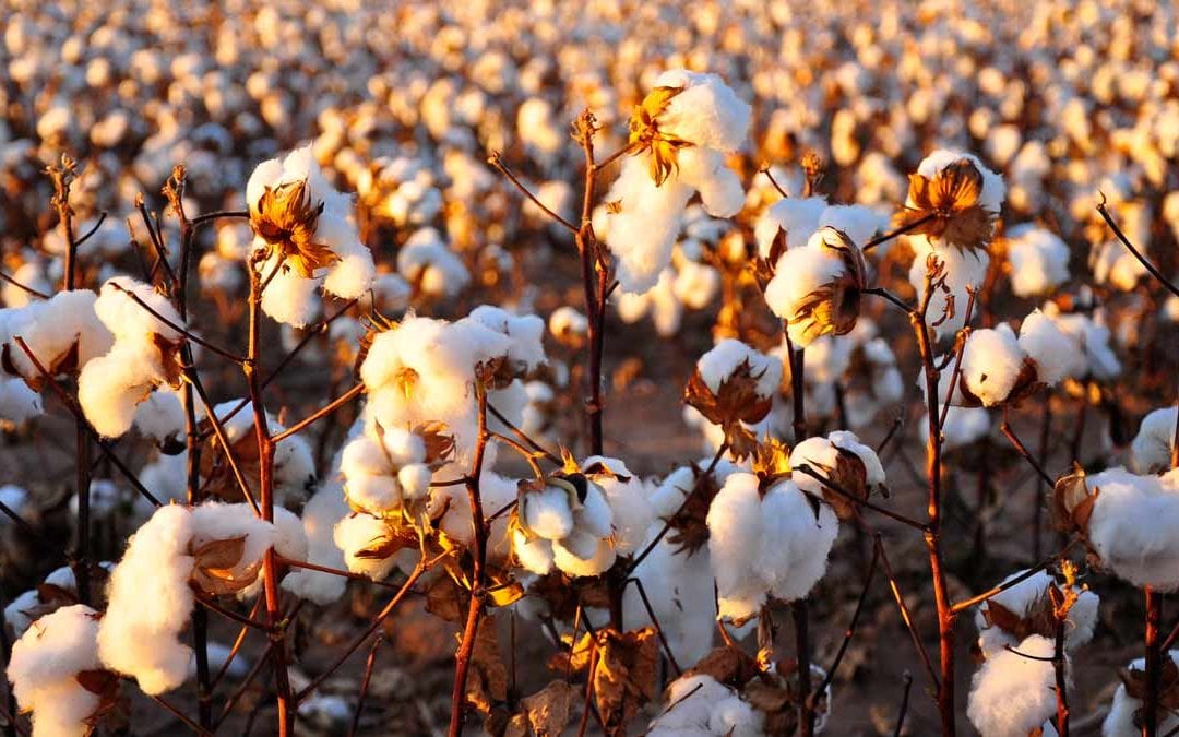 Oni-Earth-Kind-Fabrics_Cotton_field-Blog06.17.17