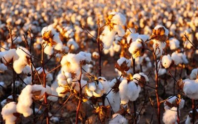 Can’t sleep? Try organic cotton
